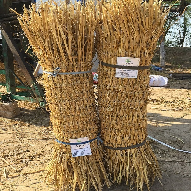 宁夏草莓视频黄片免费下载子