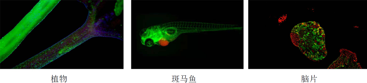 多种运用：.png